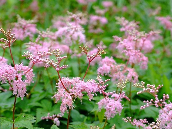�V���c�P�\�E