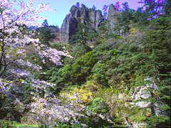 立久恵峡 春