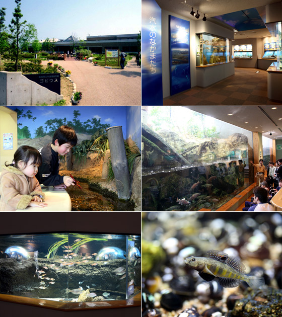 宍道湖自然館ゴビウス